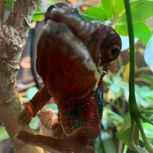 Meet your Posher, Rico